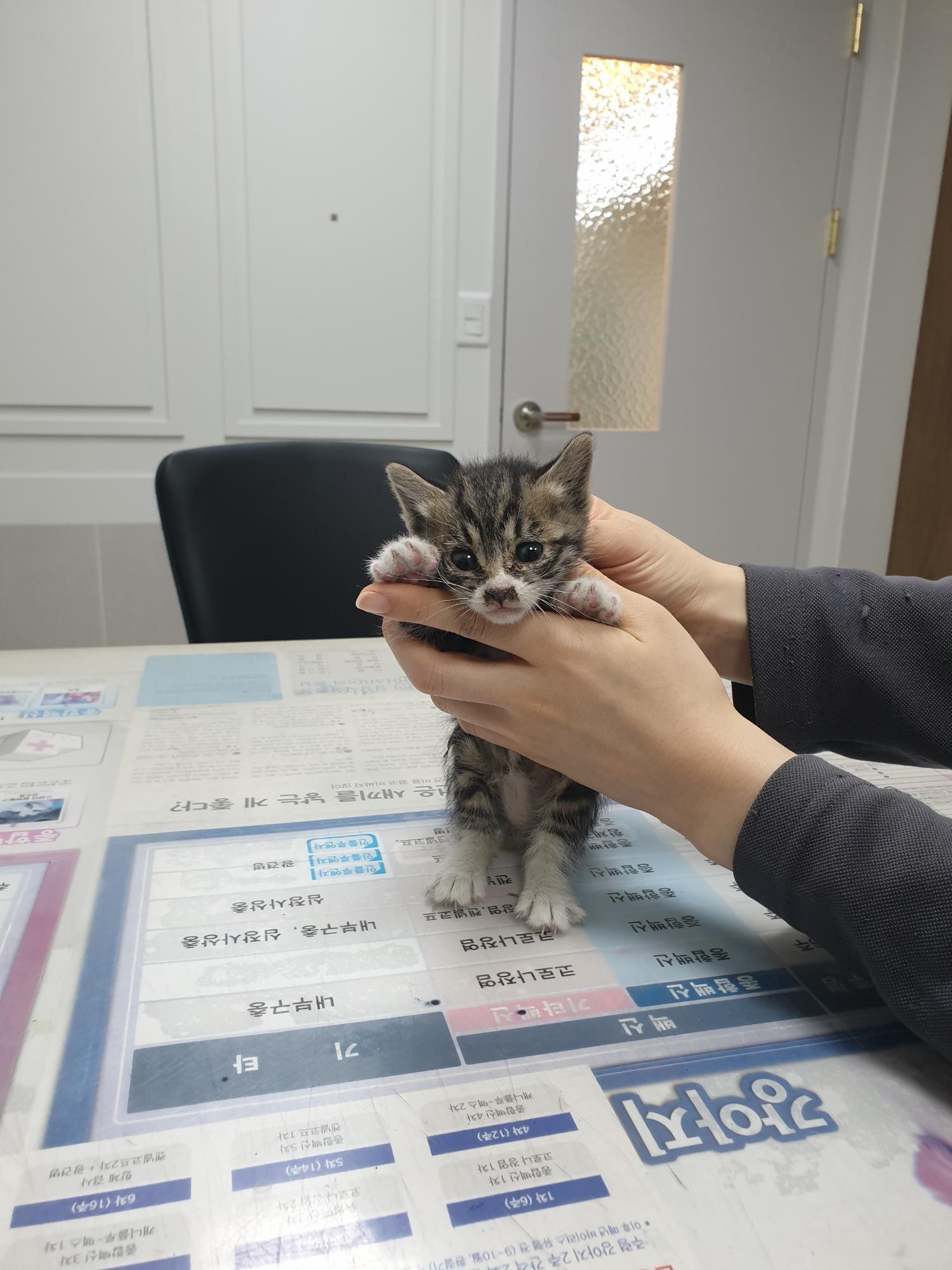 대구시수의사회(평리)_427343202400247